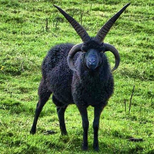 [Image: most-black-metal-goat-ever.jpg]